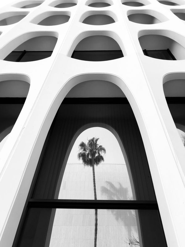 Снимок Palm tree series #5 американского фотографа Emilia Kashfian, занявший 2-е место в номинации ARCHITECTURE конкурса IPPAWARDS 2020 - Sputnik Азербайджан