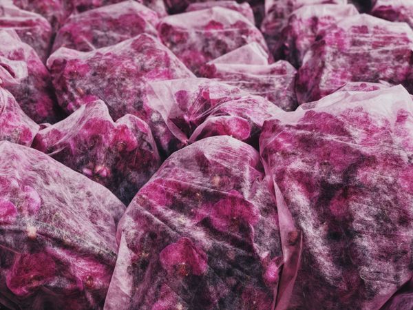 Снимок Untitled фотографа из Китая Hao Wen, занявший 3-е место в номинации Floral конкурса IPPAWARDS 2020 - Sputnik Азербайджан