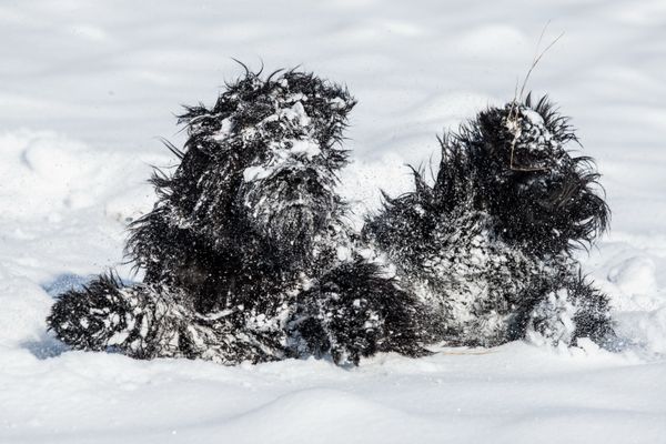 Снимок Snow Monster чешского фотографа Magdalena Strakova, поступивший на конкурс Mars Petcare Comedy Pet Photography Awards - Sputnik Азербайджан