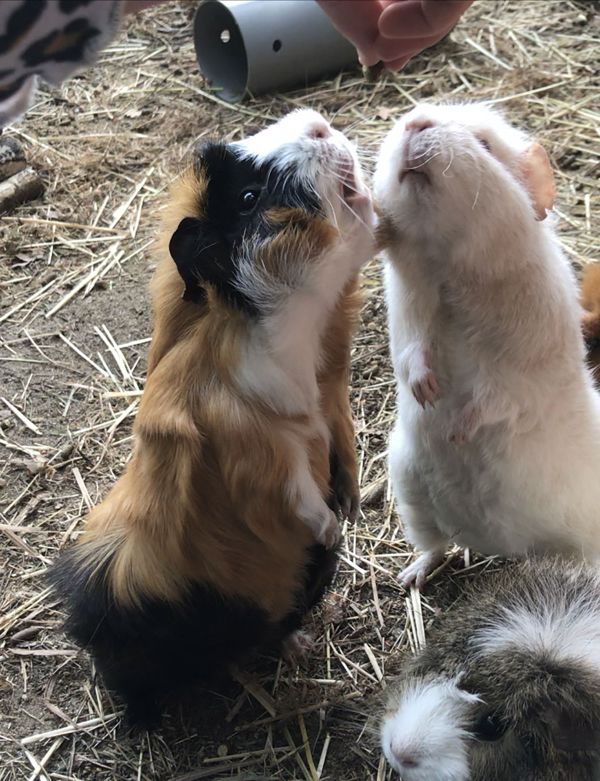 Снимок Guinea pigs doing tricks британского фотографа Isabelle Merriman, поступивший на конкурс Mars Petcare Comedy Pet Photography Awards - Sputnik Азербайджан