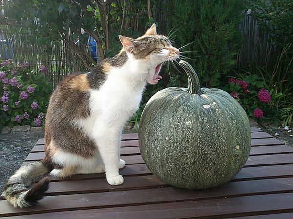 Снимок Cat vegetarian словацкого фотографа Ivan Studenic , поступивший на конкурс Mars Petcare Comedy Pet Photography Awards - Sputnik Азербайджан