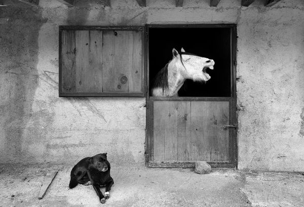 Снимок Smile турецкого фотографа Mehmet Aslan, поступивший на конкурс Mars Petcare Comedy Pet Photography Awards - Sputnik Азербайджан