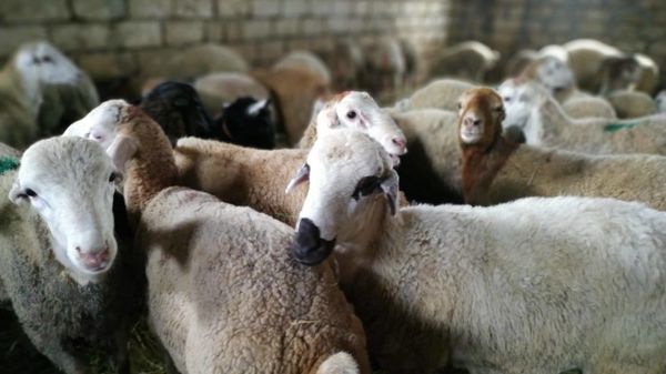 Qurbanlıq qoyunlar - Sputnik Азербайджан