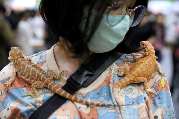 Женщина с гекконами на выставке Pet Expo Thailand в Бангкоке - Sputnik Азербайджан