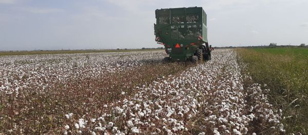 Yevlaxda pambıq yığımı - Sputnik Азербайджан