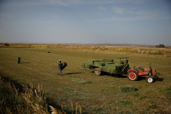 Фермер работает в поле на окраине пустыни Гоби в деревне на окраине Юмэнь, провинция Ганьсу, Китай - Sputnik Азербайджан