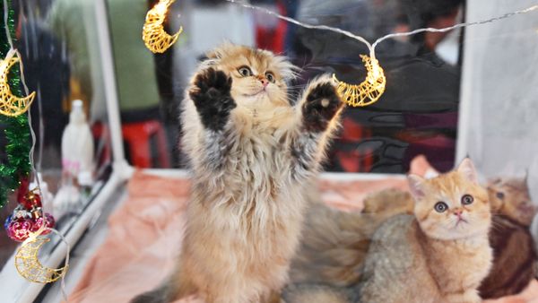Кошка играет с подвеской, фото из архива - Sputnik Азербайджан