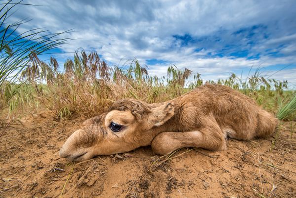 Снимок С днём рождения, малыш! российского фотографа Геннадий Юсин, победивший в категории Заповедная Россия конкурса Золотая Черепаха-2020 - Sputnik Азербайджан