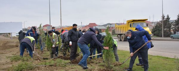 Abşeronda ağac əkilib - Sputnik Азербайджан