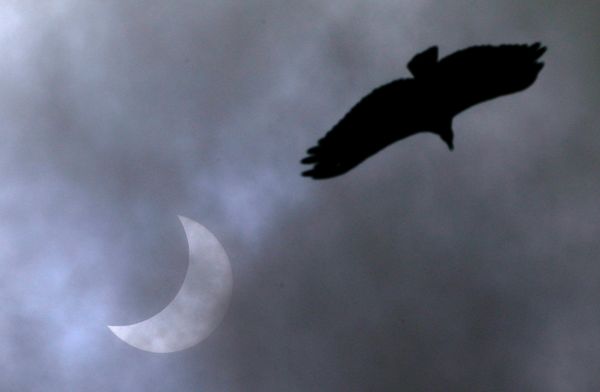 Птица в небе во время полного солнечного затмения в Бразилии  - Sputnik Азербайджан