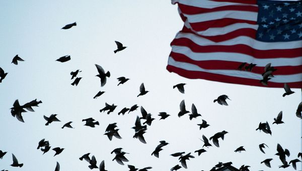 Флаг США - Sputnik Азербайджан