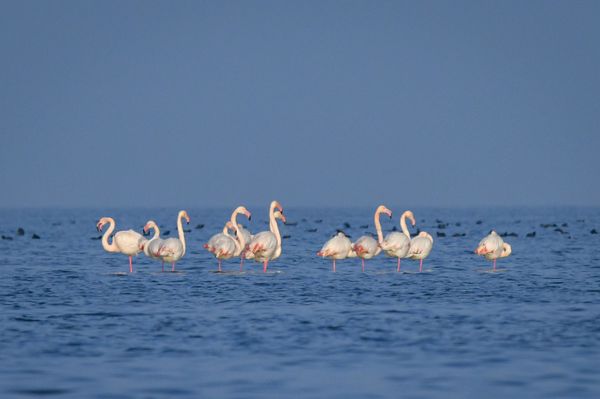 Фламинго в Апшеронском национальном парке - Sputnik Азербайджан