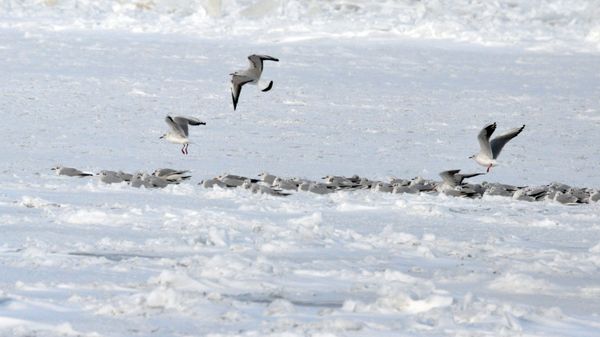Стая чаек на замерзшем Каспийском море, фото из архива - Sputnik Азербайджан