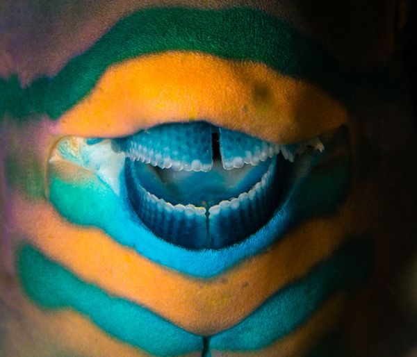 Снимок The real joker греческого фотографа Pavlos Evangelidis, занявший третье место в категории Nature art конкурса World Nature Photography Awards 2020 - Sputnik Азербайджан