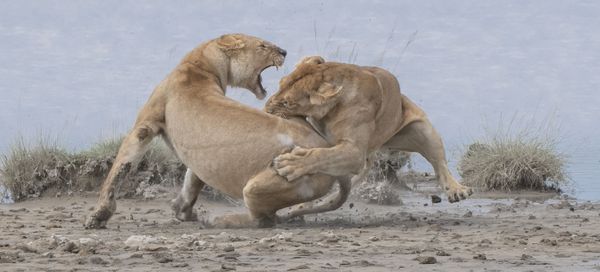 Снимок Lions фотографа из США Patrick Nowotny, занявший первое место в категории Behaviour - Mammals конкурса World Nature Photography Awards 2020 - Sputnik Азербайджан