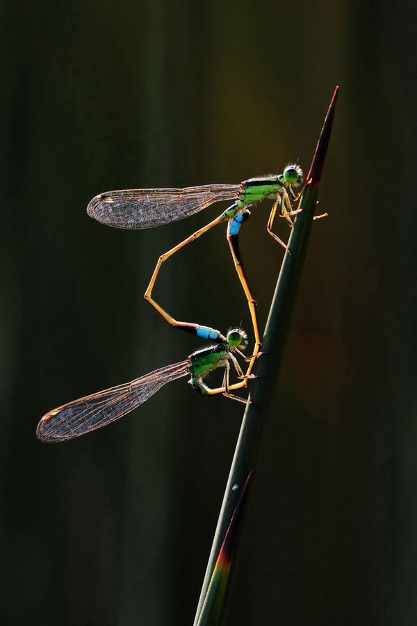 Снимок Damselflies сингапурского фотографа Dr Tze Siong Tan, занявший первое место в категории Behaviour - Invertebrates конкурса World Nature Photography Awards 2020 - Sputnik Азербайджан
