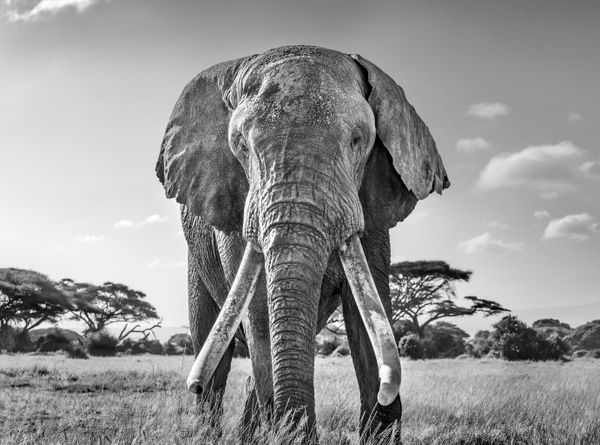 Снимок Ulysses, one of the last remaining great tuskers британского фотографа Harry Skeggs, занявший первое место в категории Black and white конкурса World Nature Photography Awards 2020 - Sputnik Азербайджан
