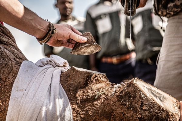 Снимок 21st century rhino conservation бельгийского фотографа Gunther De Bruyne, занявший первое место в категории Nature photojournalism конкурса World Nature Photography Awards 2020 - Sputnik Азербайджан