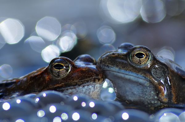 Снимок The kiss итальянского фотографа Vittorio Ricci, занявший первое место в категории Behaviour - Amphibians and reptiles конкурса World Nature Photography Awards 2020 - Sputnik Азербайджан