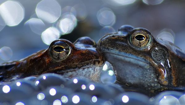 Снимок The kiss итальянского фотографа Vittorio Ricci, занявший первое место в категории Behaviour - Amphibians and reptiles конкурса World Nature Photography Awards 2020 - Sputnik Азербайджан