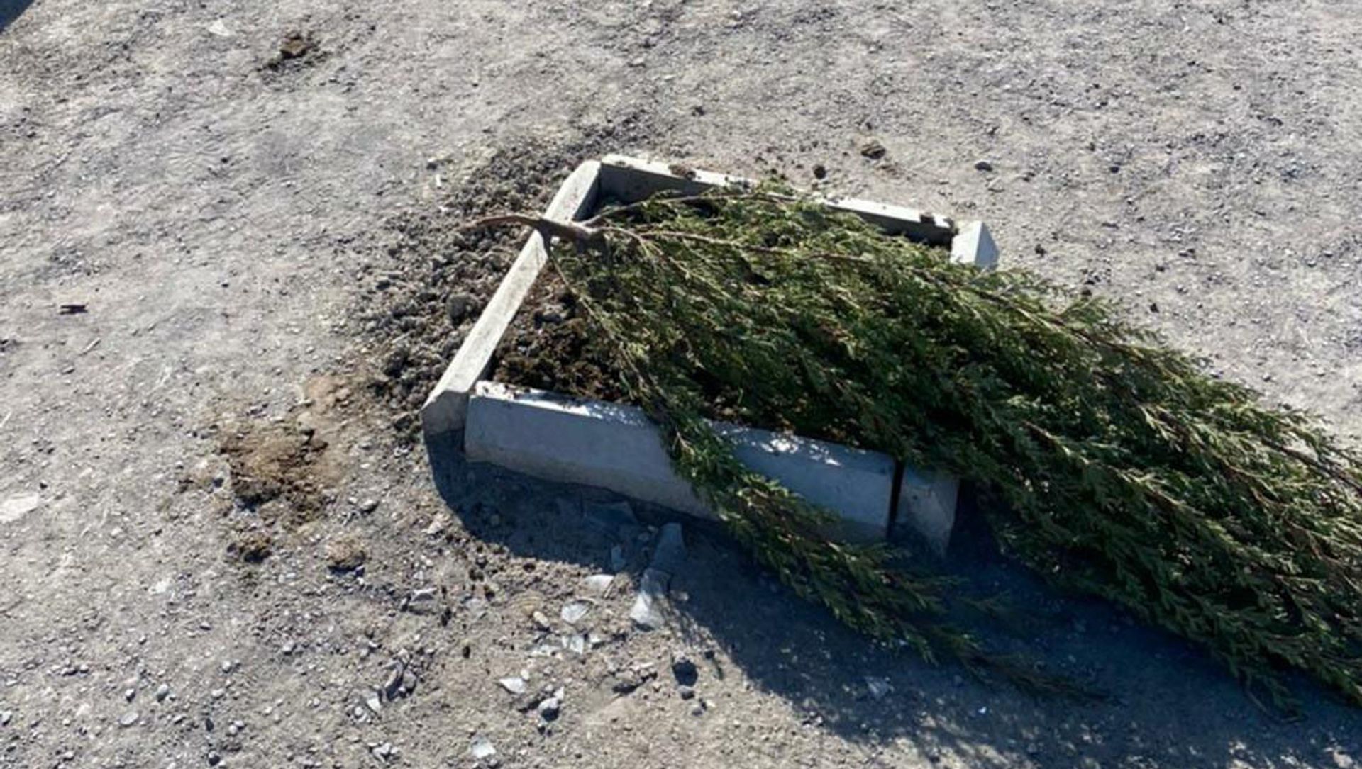 Дерево, уничтоженное вблизи проспекта Зии Буньятова в Баку Дерево, уничтоженное вблизи проспекта Зии Буньятова в Баку - Sputnik Азербайджан, 1920, 04.04.2021