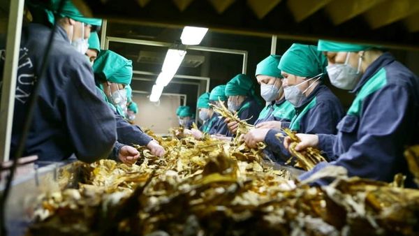 Аграрно-промышленный комплекс Азертютюн - Sputnik Азербайджан
