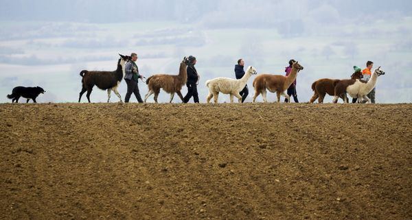 Семья Блохинг гуляет со своими ламами, альпаками и собакой Могли по проселочной дороге в Вальдхаузене, Германия Семья Блохинг гуляет со своими ламами, альпаками и собакой Могли по проселочной дороге в Вальдхаузене, Германия - Sputnik Азербайджан