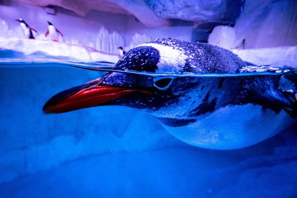 Пингвин плавает в своем вольере в аквариуме Sea Life Bangkok Ocean World в Бангкоке Пингвин плавает в своем вольере в аквариуме Sea Life Bangkok Ocean World в Бангкоке - Sputnik Азербайджан
