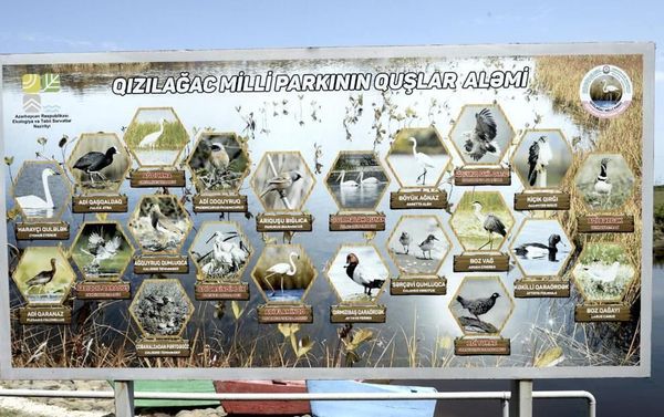 Гызылагаджский национальный парк - Sputnik Азербайджан