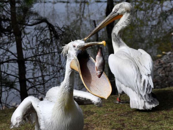 Самка пеликана Таня ловит рыбу из рук сотрудницы на берегу пруда в парке флоры и фауны Роев ручей в Красноярске - Sputnik Азербайджан