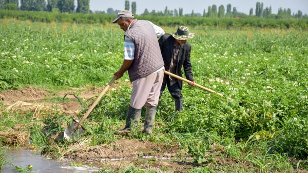 Tovuzda kartofun yığımı - Sputnik Азербайджан