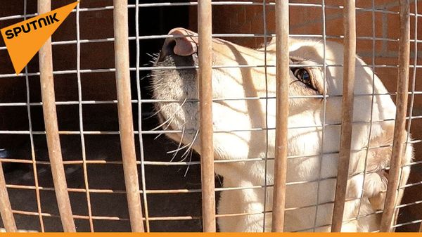Как растят будущих следопытов: ясли для служебных собак - Sputnik Азербайджан