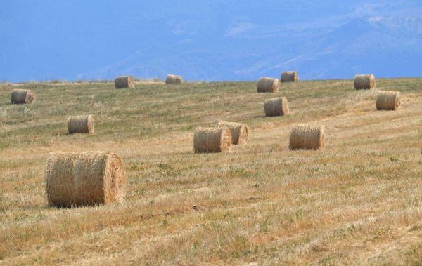 Şuşada ot tayaları - Sputnik Азербайджан