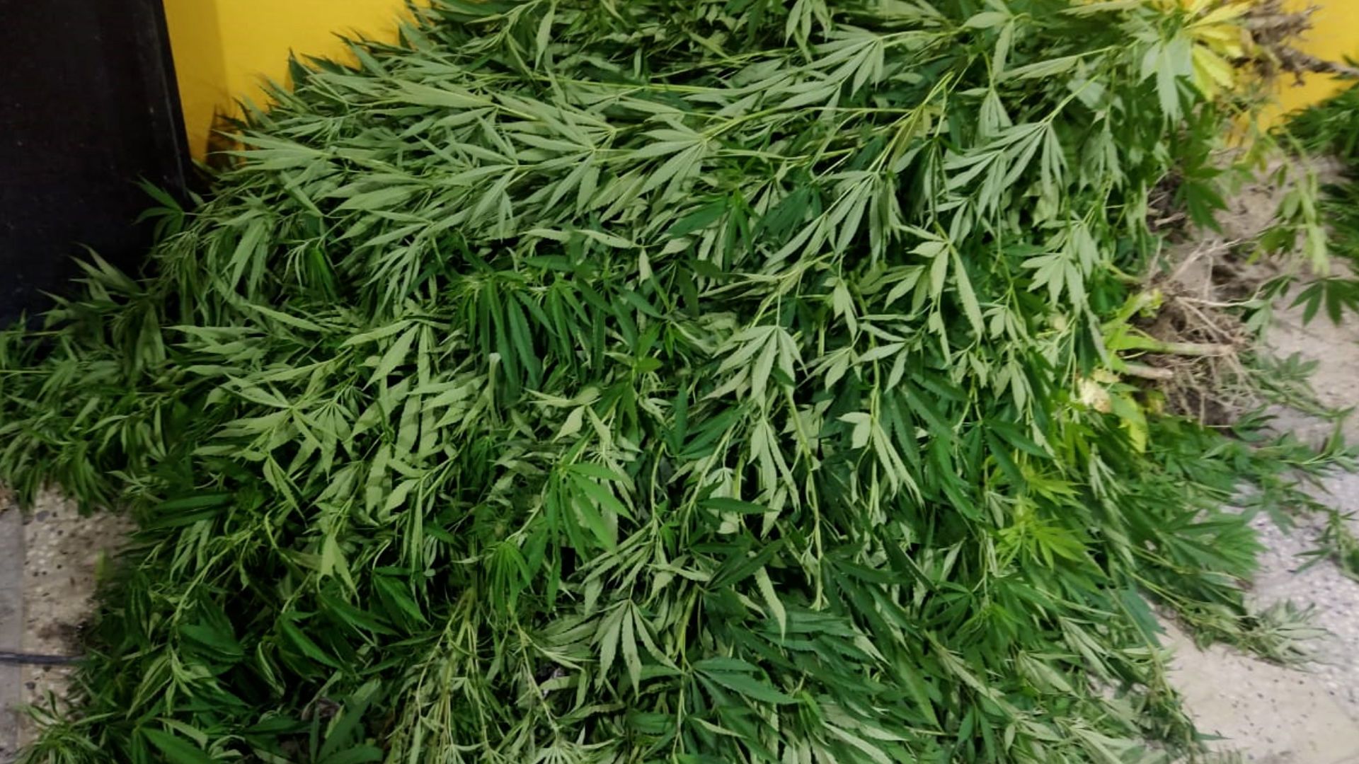 В Хачмазе попался коноплевод с несколькими тоннами продукции - Sputnik Азербайджан, 1920, 08.07.2021