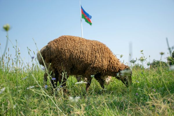 Qazaxda Qurban bayramı  - Sputnik Азербайджан