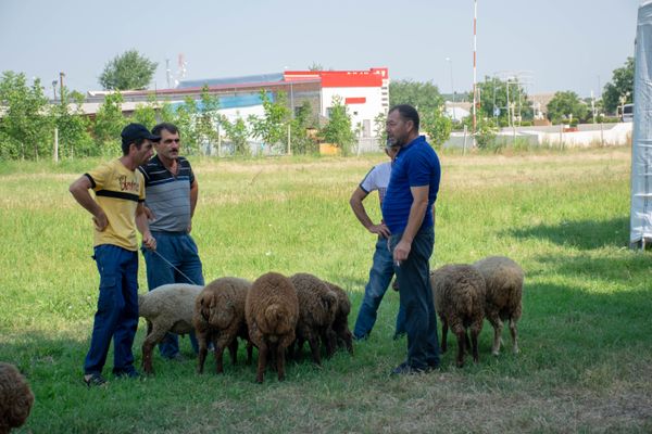 Qazaxda Qurban bayramı  - Sputnik Азербайджан