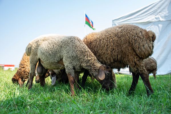 Qazaxda Qurban bayramı - Sputnik Азербайджан