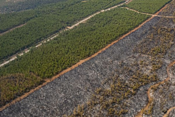 Власти 12 турецких провинций ввели запрет на посещение лесных массивов до конца августа из-за продолжающихся в стране лесных пожаров. - Sputnik Азербайджан
