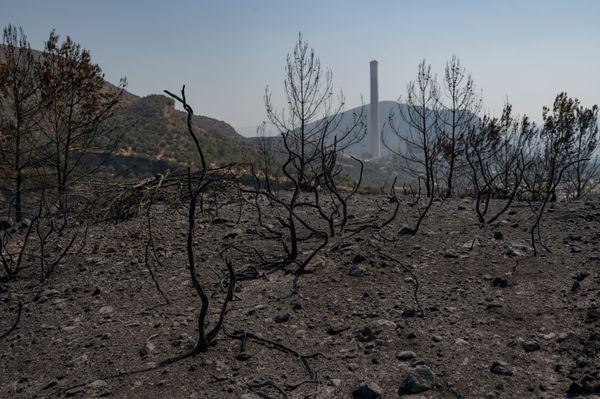 Сгоревший лесной массив рядом с тепловой электростанцией в городе Миляс (провинция Мугла). - Sputnik Азербайджан