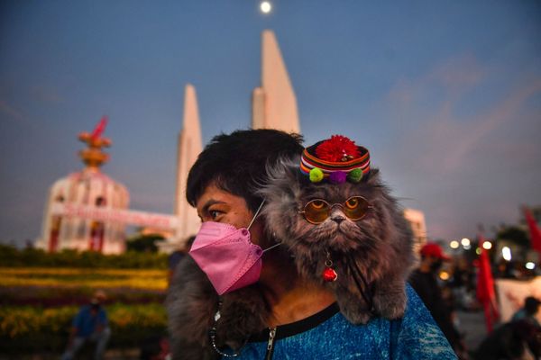 Кошка на плече протестующего во время демонстрации, призывающей к отставке премьер-министра Таиланда в Бангкоке. - Sputnik Азербайджан