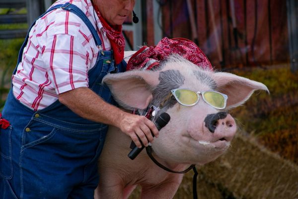 Фермер дает свинье микрофон для пения на сцене комедийного шоу The Pork Chop Revue на ярмарке штата Кентукки в Луисвилле, США. - Sputnik Азербайджан