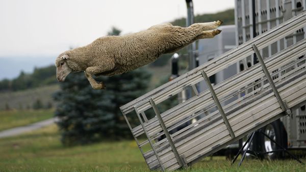 Овца выпрыгивает из грузовика на ежегодном чемпионате Soldier Hollow Classic Sheepdog Championship в США. - Sputnik Азербайджан