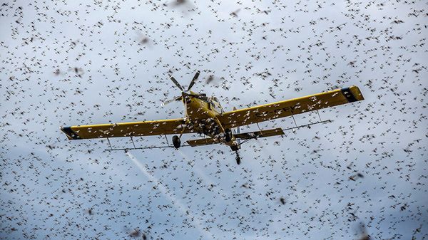 Нашествие саранчи на востоке Африки испанца Луиса Тато - Sputnik Азербайджан