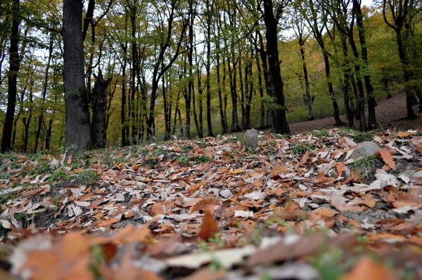 В свое время именно железное дерево изменило жизнь известного шведского химика, инженера Альфреда Нобеля. - Sputnik Азербайджан