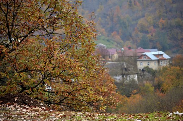 Железное дерево - единственное в своем роде, которое не тонет в воде. Связано это с тем, что плотность дерева меньше плотности воды. - Sputnik Азербайджан