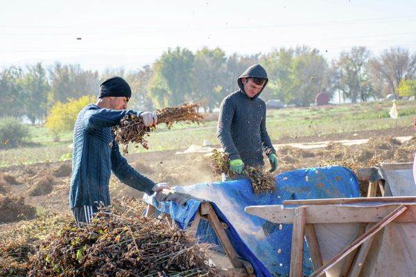 Покупателей много, поэтому фермеры не испытывают проблем со сбытом урожая. - Sputnik Азербайджан
