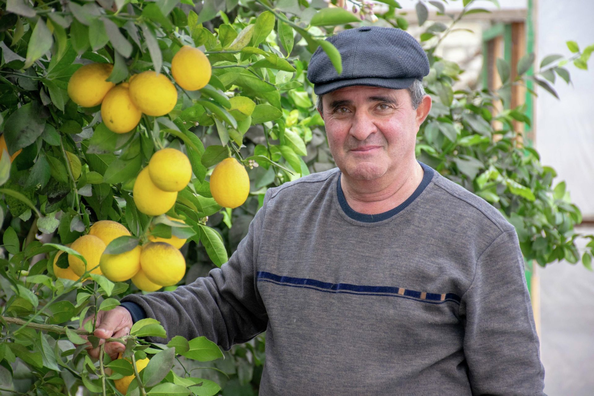 Tovuzda limon bağı - Sputnik Азербайджан, 1920, 02.01.2022