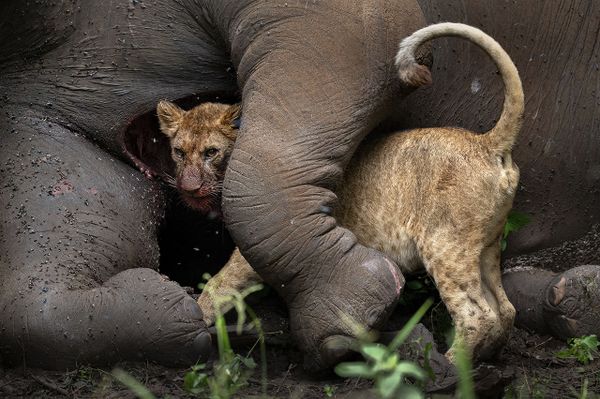 Снимок Last Embrace израильского фотографа Roie Galitz, ставший вторым в категории ANIMAL PORTRAITS конкурса Nature Photographer of the Year 2021. - Sputnik Азербайджан