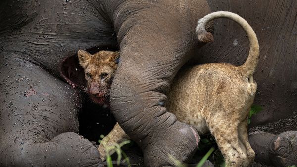 Снимок Last Embrace израильского фотографа Roie Galitz, ставший вторым в категории ANIMAL PORTRAITS конкурса Nature Photographer of the Year 2021 - Sputnik Азербайджан