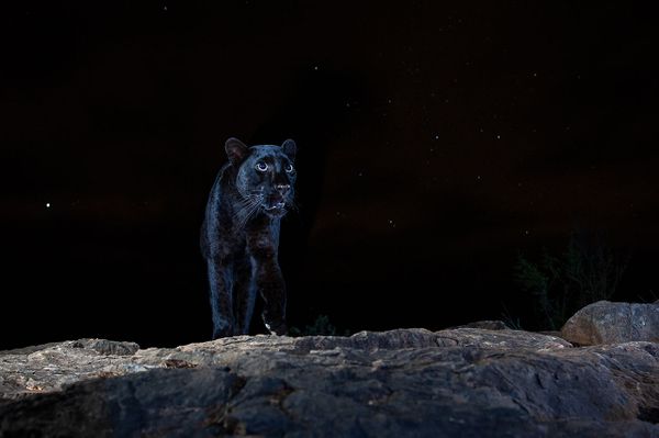 Снимок Black leopard британского фотографа William Burrard-Lucas, победивший в категории ANIMAL PORTRETS конкурса Nature Photographer of the Year 2021. - Sputnik Азербайджан